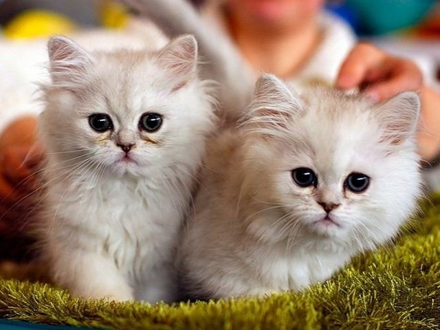 Породы кошек в Североморске | ЗооТом портал о животных