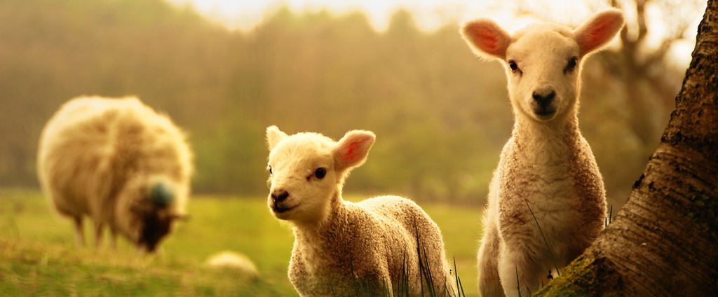 Объявления о сельскохозяйственных животных | ЗооТом - продажа, вязка и услуги для животных в Североморске