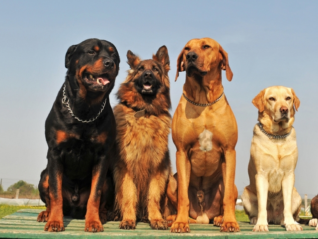 Крупные породы собак в Североморске | ЗооТом портал о животных