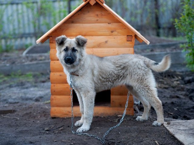 Все о собаках в Североморске Все о собаках в Североморске